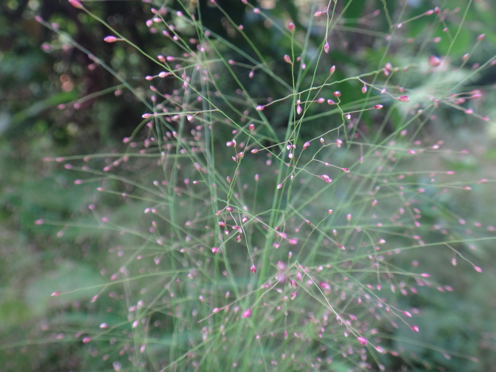 Éloge de la différence