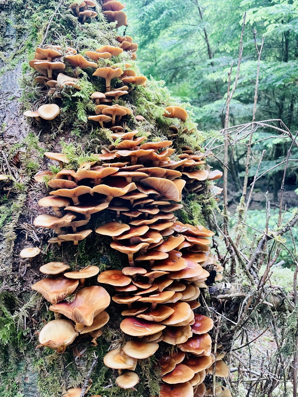 Haïda Gwaii